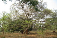 Dalbergia lanceolaria